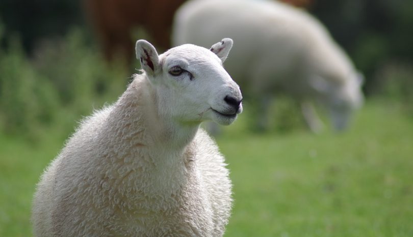 Aussie White Sheep Embryos For Sale In New Zealand: What You Need To Know