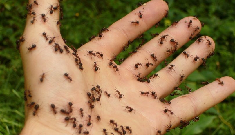 Ant Pest Control In Gold Coast: 3 Main Points You Need To Know