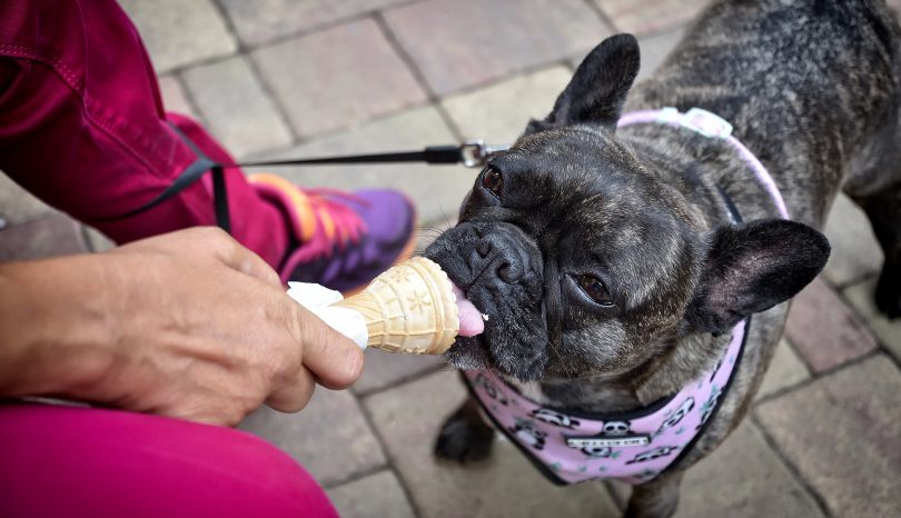 Can Dogs Eat Ice Cream? The Surprising Truth About Dog Nutrition