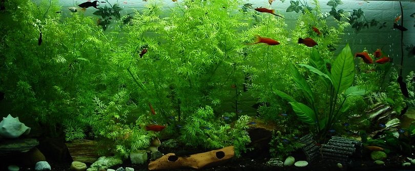 A Comprehensive Guide To Setting Up Your First Aquarium