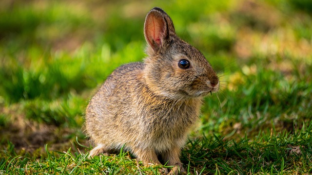 Creating a Fun and Safe DIY Rabbit Tunnel System for Your Furry Friends