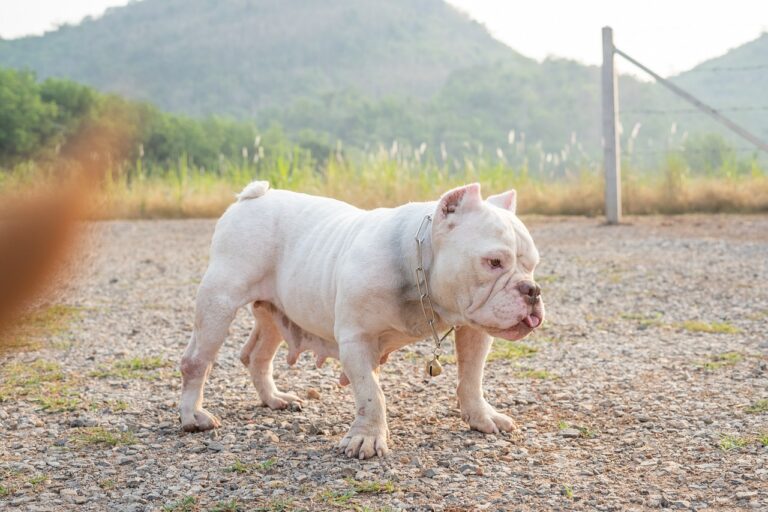 bully-5164227_1280