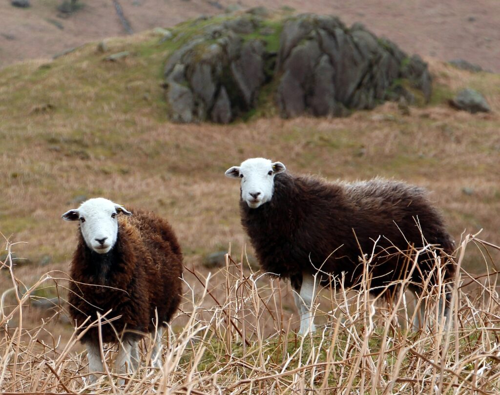 The Cutest Sheep in the World: Fun Facts About These Adorable Animals