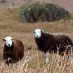 The Cutest Sheep in the World: Fun Facts About These Adorable Animals