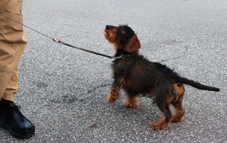 dachshund-2736934_1280