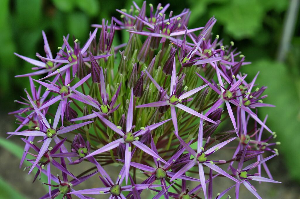 Bringing Nature to Your Doorstep: The Benefits of Purchasing Plants Online