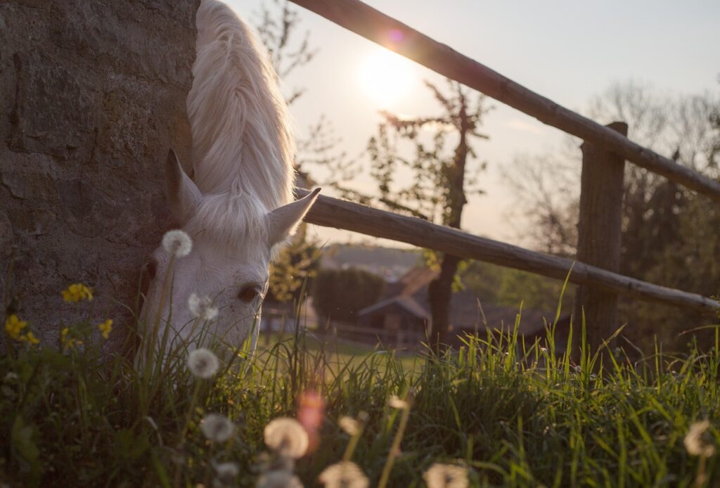 Keeping Livestock Safe: The Importance of Reliable Rural Fencing