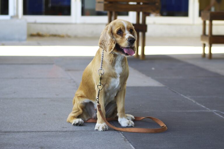 perro-5220248_1280