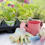 What Are the Easiest Outdoor Plants to Take Care Of?