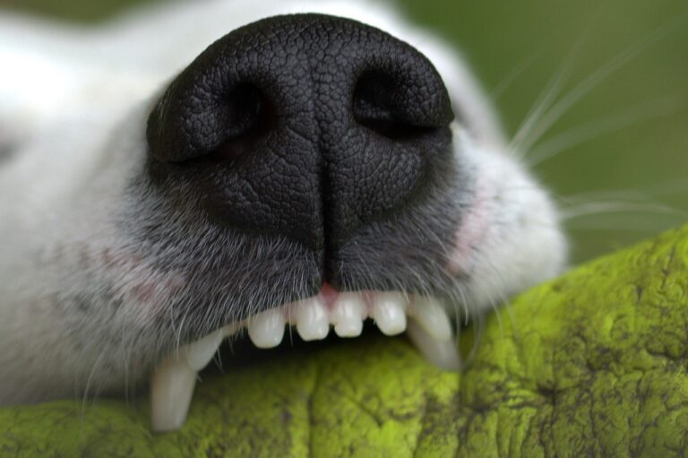 snout-1444697_1280
