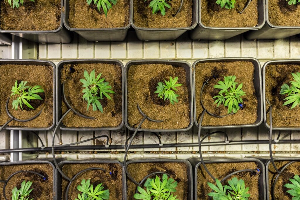 Health Benefits of CBD Products Available at a Local Store in West Palm Beach