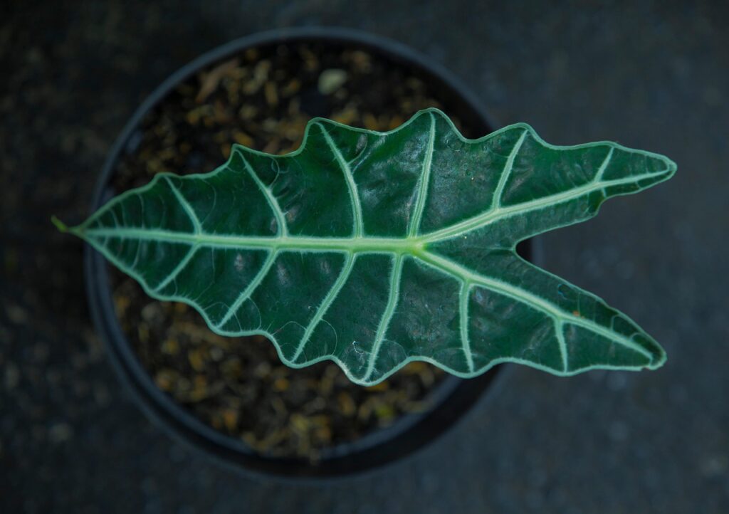 A Plant Worth Owning: The Alocasia Macrorrhizos