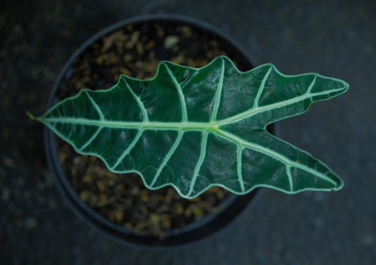 alocasia-leaf-5911100_1280