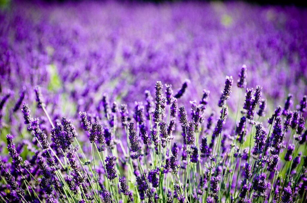 Choosing the Perfect Plants for your Lavender Garden!
