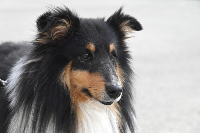 shetland-sheepdog-7814287_1280