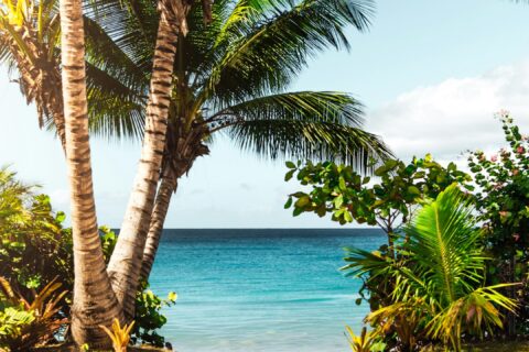 coconut tree on beach
