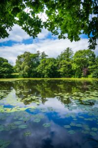 green trees beside river under blue sky during daytime