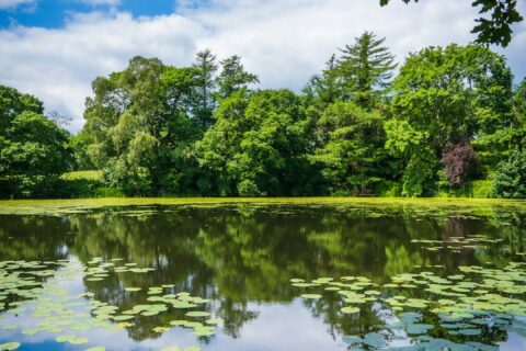green trees beside river under blue sky during daytime