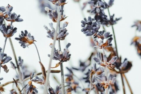 white and brown flowers in tilt shift lens