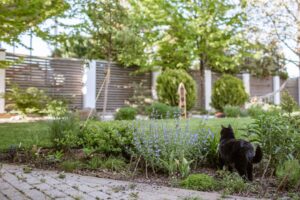 A black cat walks through a lush garden.
