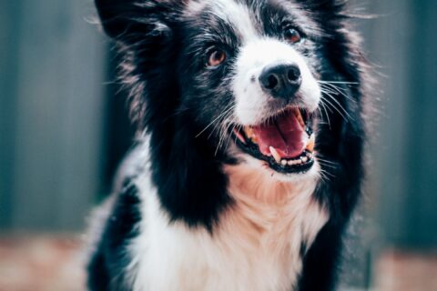long-coated black and white dog during daytime