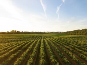 rows of green crops in field at sunset