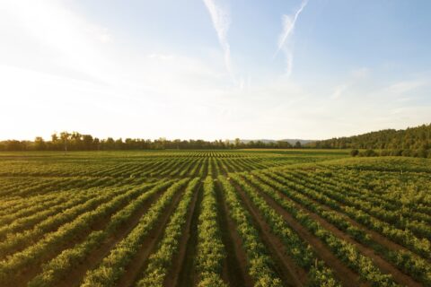 rows of green crops in field at sunset